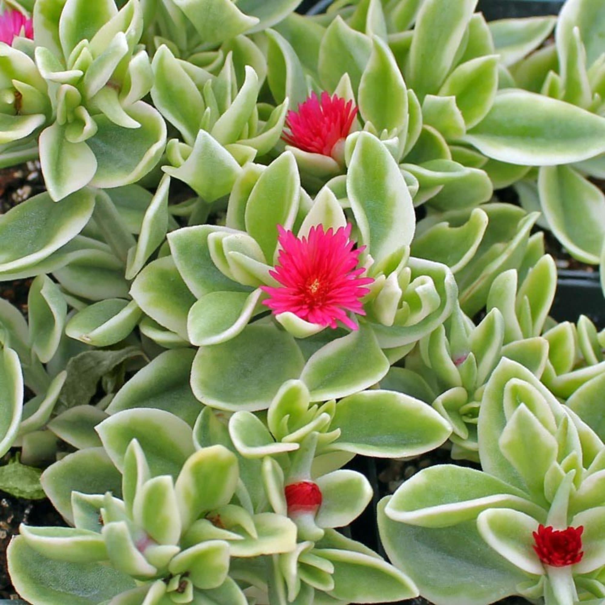 メッツリリー Livingstone Daisy | Mezoo™ Trailing Red | Proven Winners® Annuals