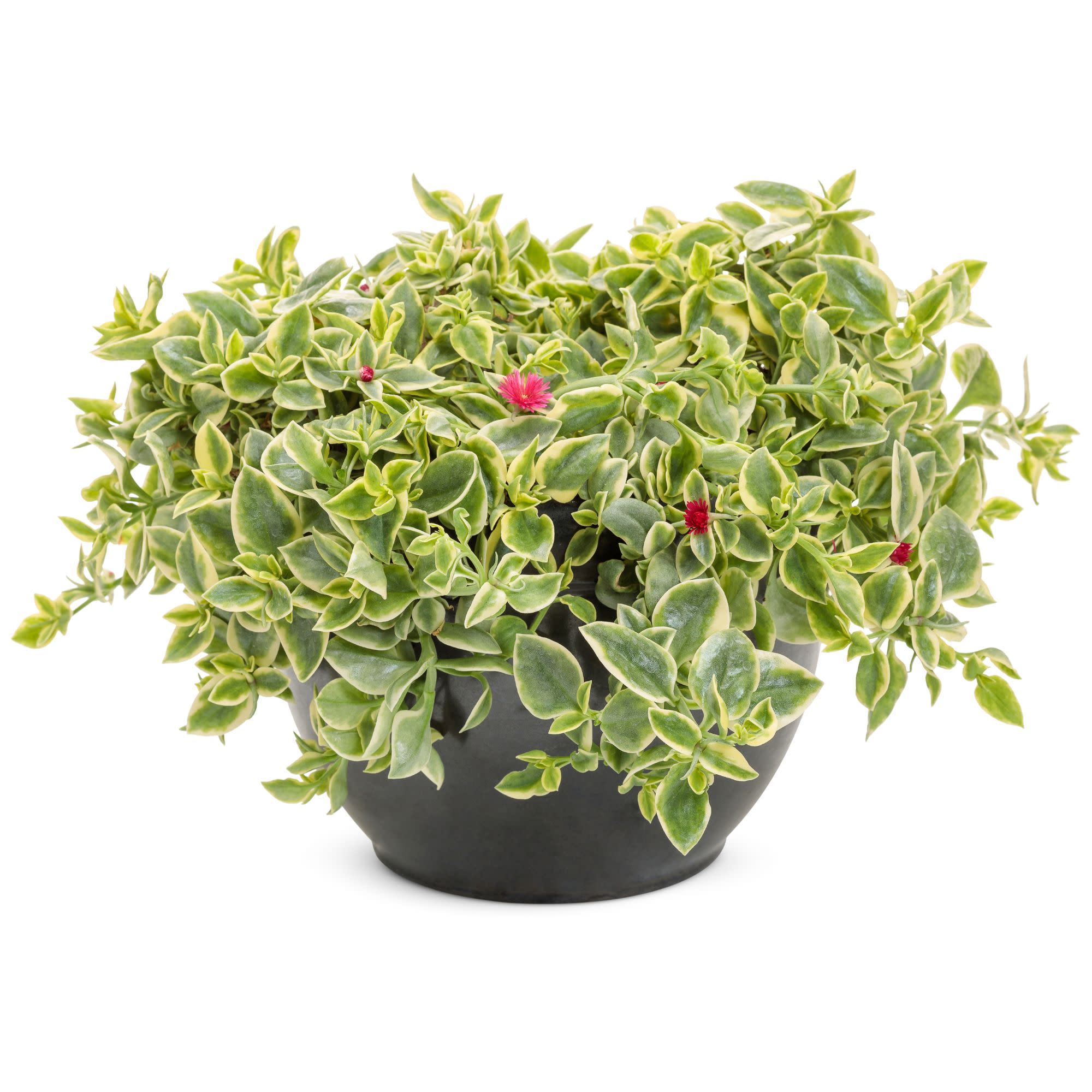 Livingstone Daisy | Mezoo™ Trailing Red | Proven Winners® Annuals
