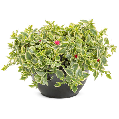 Mezoo™ Trailing Red Livingstone Daisy (Aptenia cordifolia)