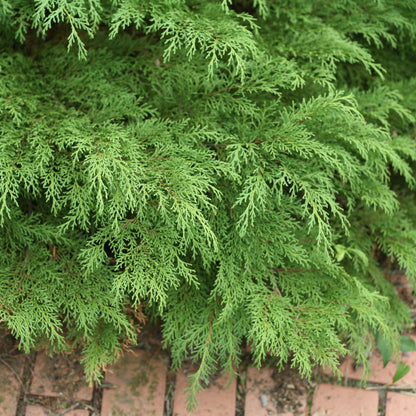 Celtic Pride® Siberian Cypress (Microbiota decussata)