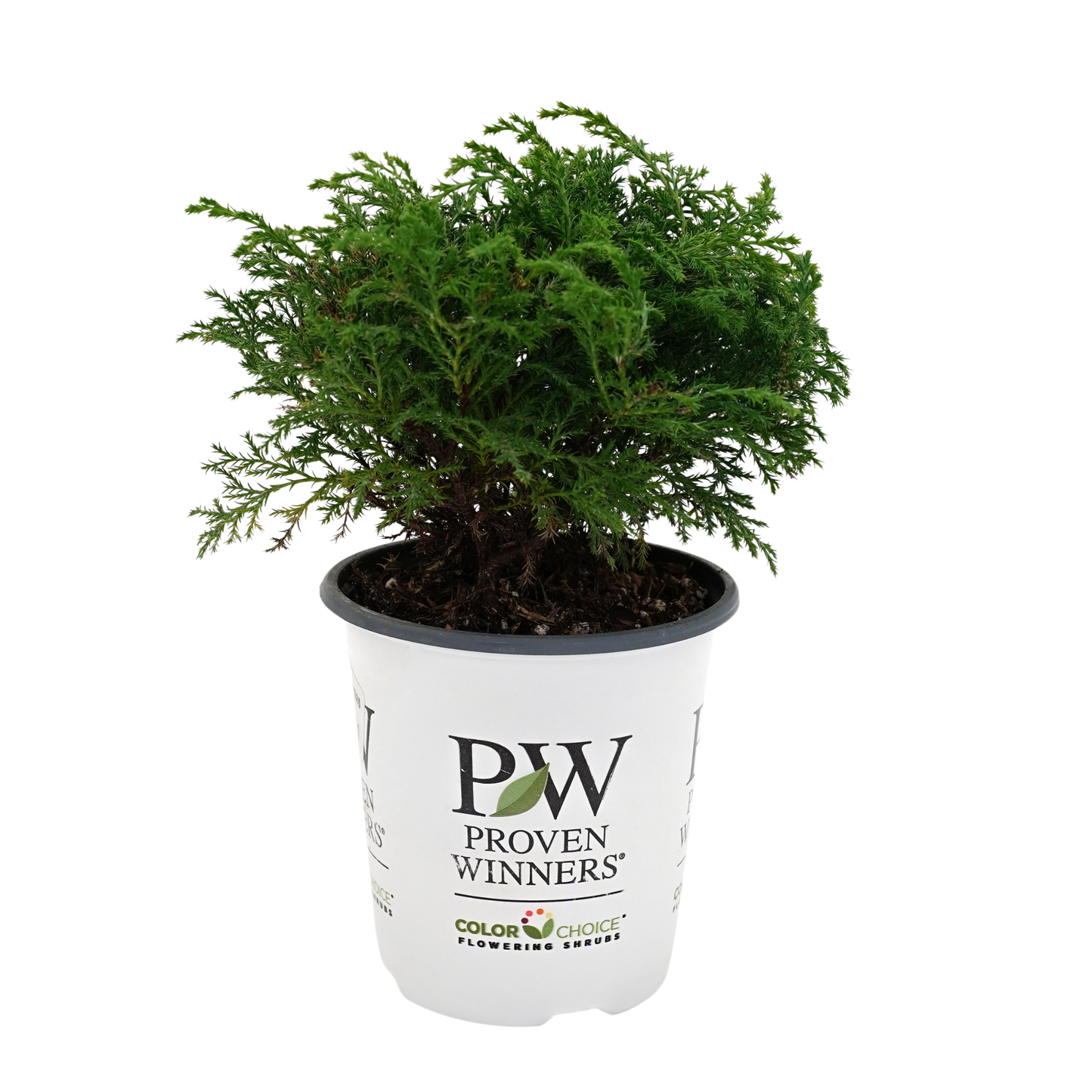 Celtic Pride® Siberian Cypress (Microbiota decussata)