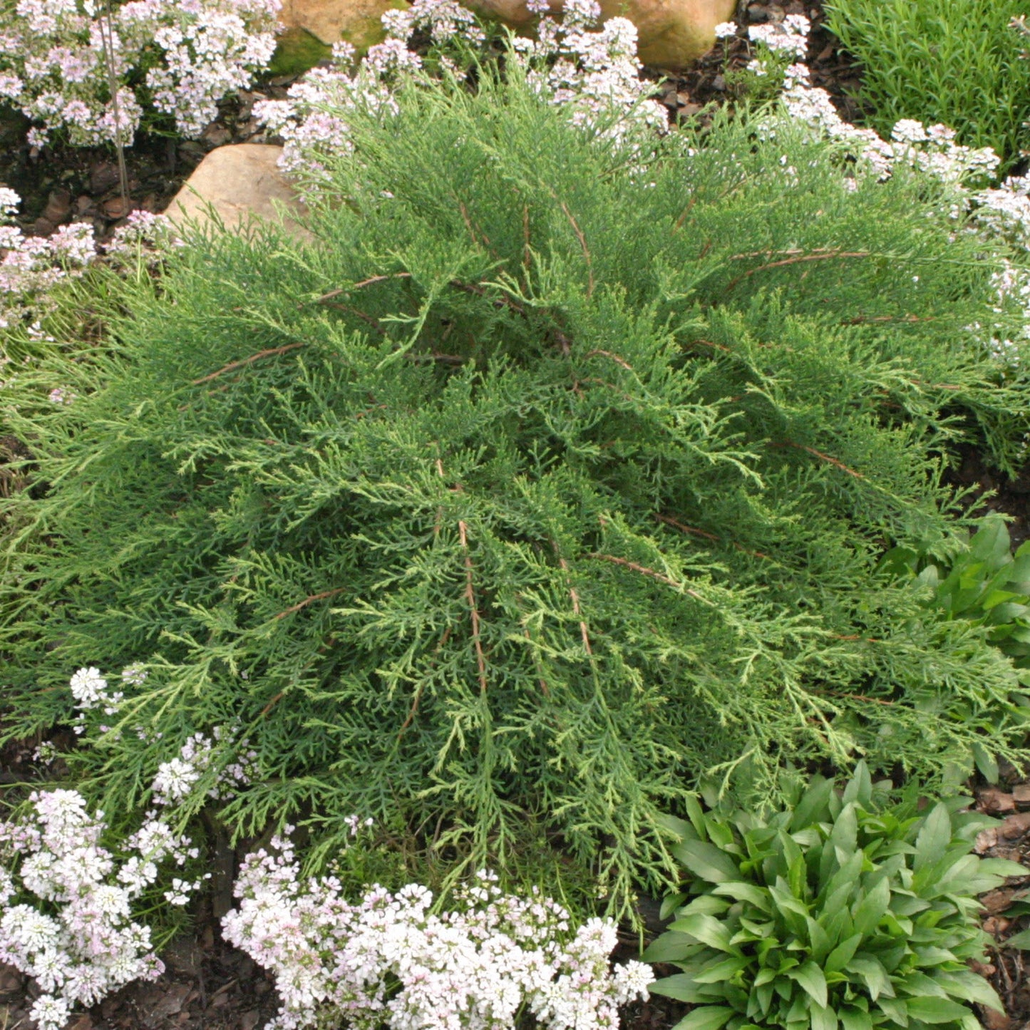 Celtic Pride® Siberian Cypress (Microbiota decussata)