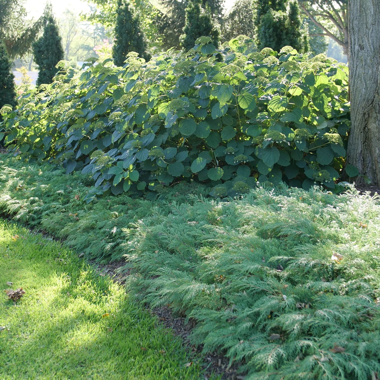 Celtic Pride® Siberian Cypress (Microbiota decussata)