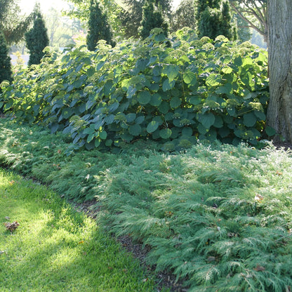 Celtic Pride® Siberian Cypress (Microbiota decussata)