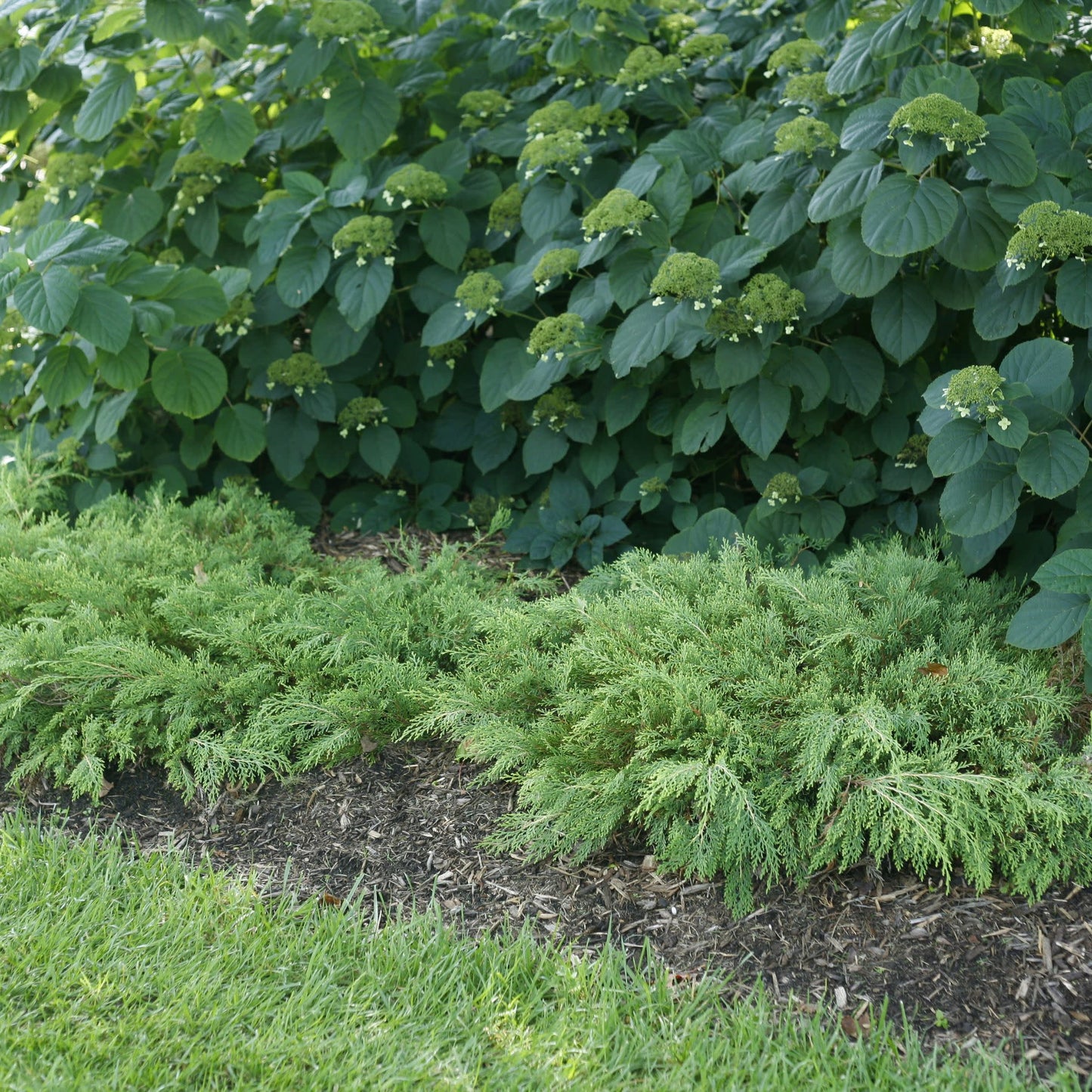 Celtic Pride® Siberian Cypress (Microbiota decussata)