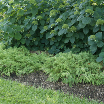 Celtic Pride® Siberian Cypress (Microbiota decussata)