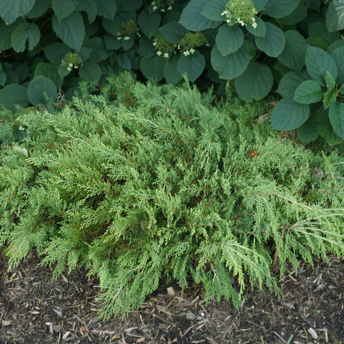 Celtic Pride® Siberian Cypress (Microbiota decussata)