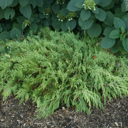 Celtic Pride® Siberian Cypress (Microbiota decussata)
