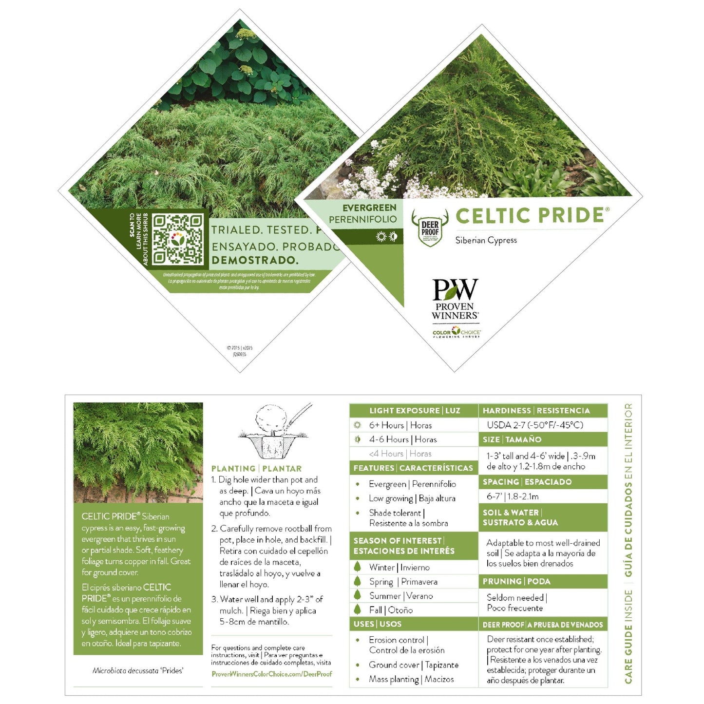 Celtic Pride® Siberian Cypress (Microbiota decussata)