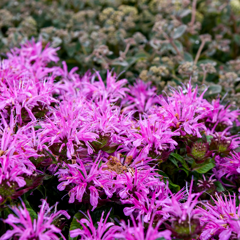 'Pardon My Lavender II' 'Pardon My Lavender II' Bee Balm up close.