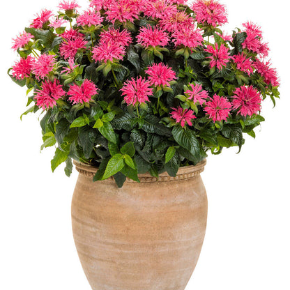 'Pardon My Rose' Bee Balm in use.