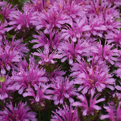 'Leading Lady Amethyst' Bee Balm (Monarda hybrid)