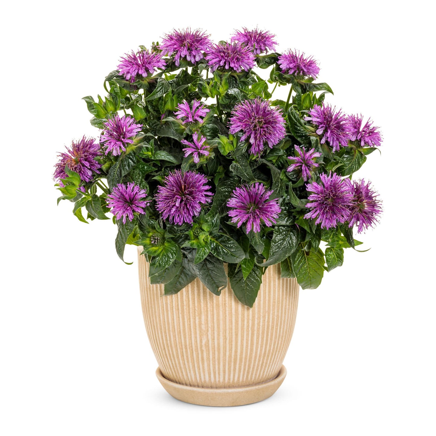 'Leading Lady Amethyst' Bee Balm (Monarda hybrid)