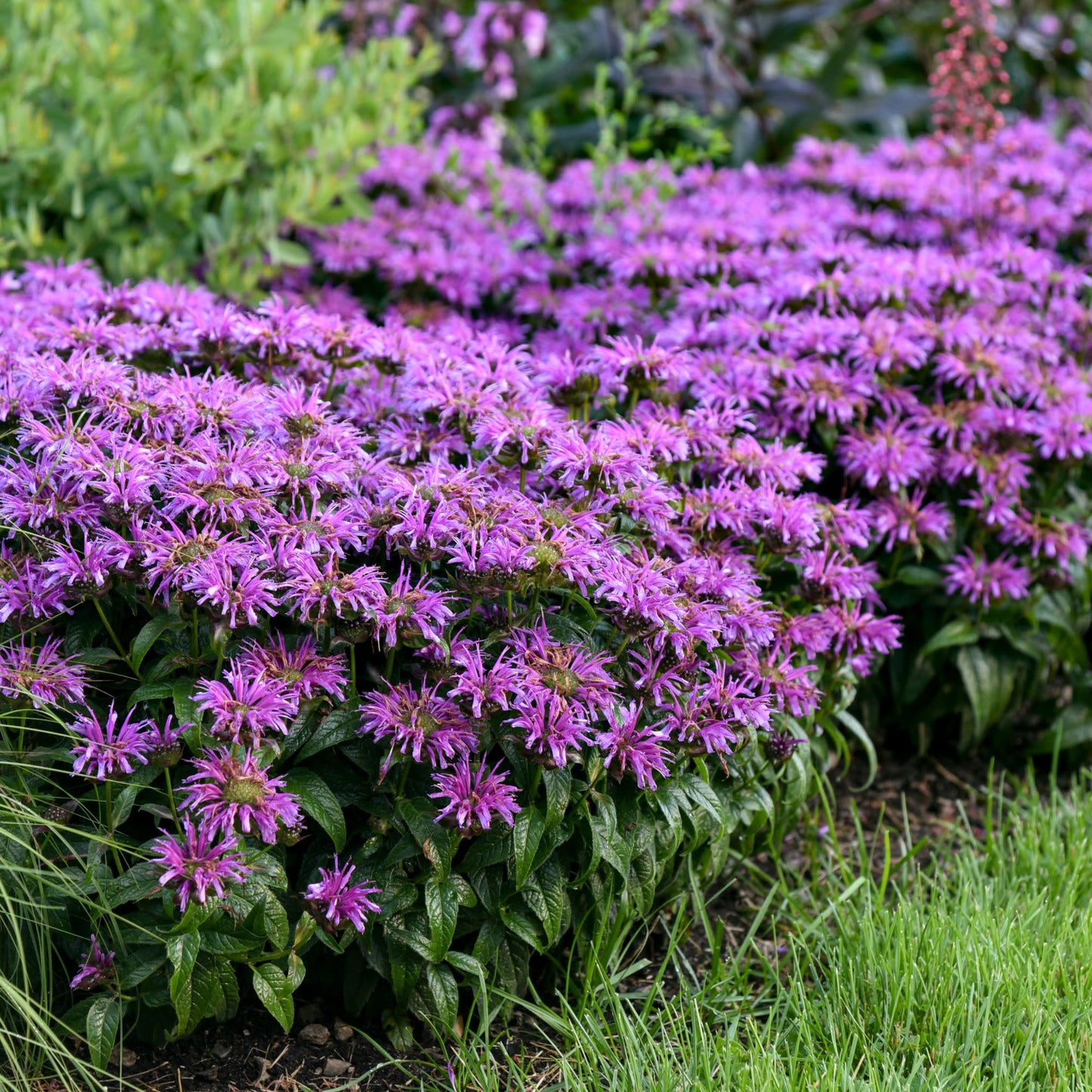 'Leading Lady Amethyst' Bee Balm (Monarda hybrid)