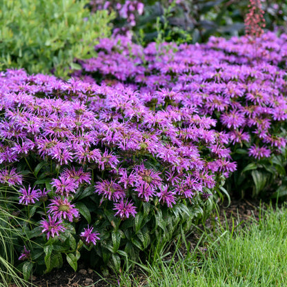 'Leading Lady Amethyst' Bee Balm (Monarda hybrid)