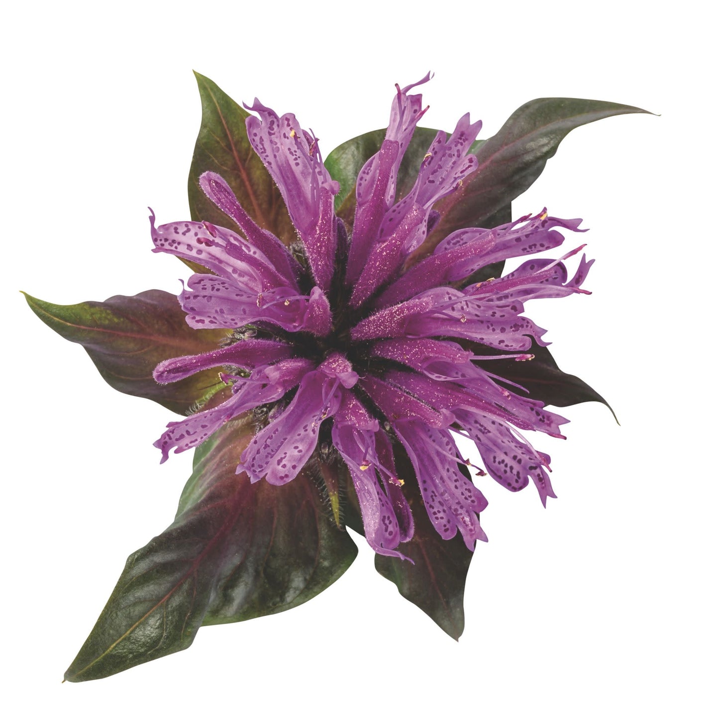 'Leading Lady Amethyst' Bee Balm (Monarda hybrid)