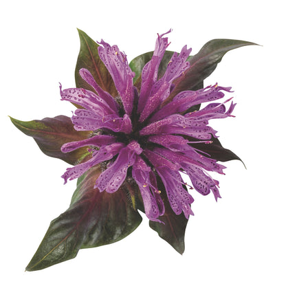 'Leading Lady Amethyst' Bee Balm (Monarda hybrid)