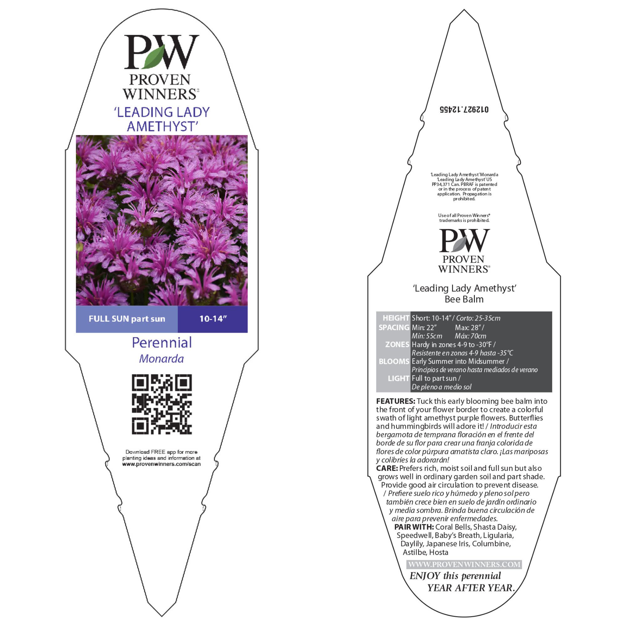 Bee Balm | 'Leading Lady Amethyst' | Proven Winners® Perennials