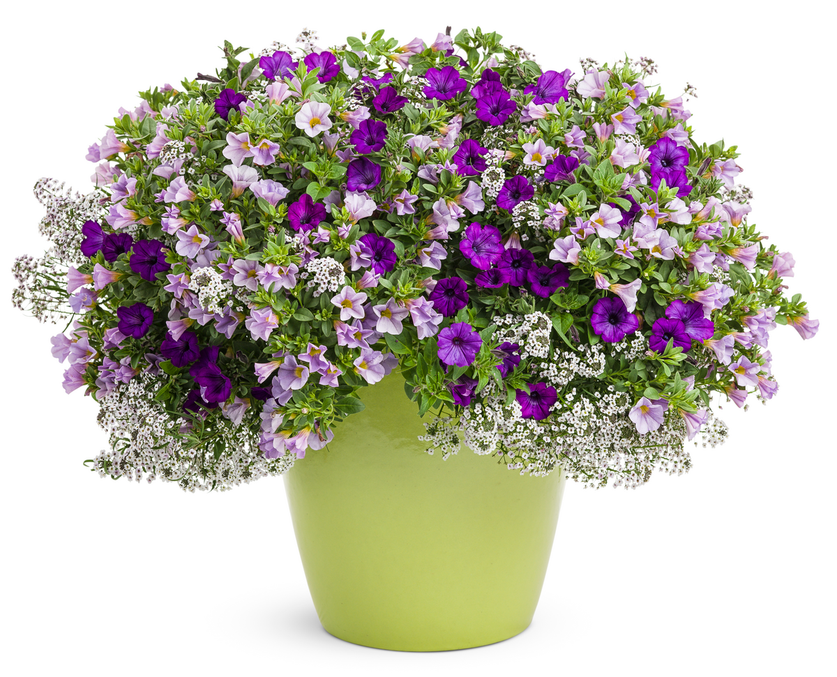 Superbells® Miss Lilac (Calibrachoa hybrid)