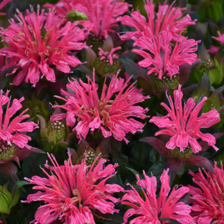 Bee Balm 'Pardon My Rose' 