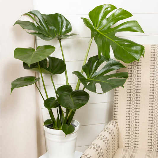Mysteria™ Deliciosa Swiss Cheese Plant (Monstera deliciosa)