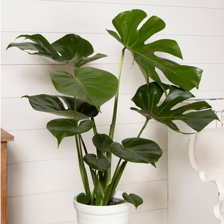 Mysteria™ Deliciosa Swiss Cheese Plant (Monstera deliciosa)