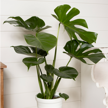 Mysteria™ Deliciosa Swiss Cheese Plant (Monstera deliciosa)