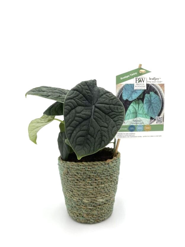 Mythic™ Dragonite™ Jewel Alocasia (Alocasia melo)