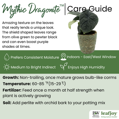 Mythic™ Dragonite™ Jewel Alocasia (Alocasia melo)