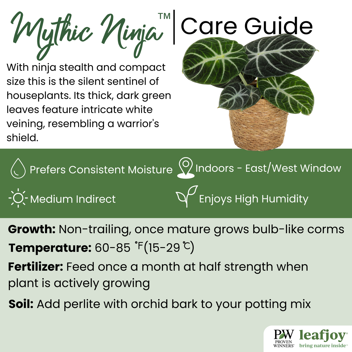 Mythic™ Ninja Alocasia (Jewel Alocasia)