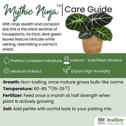 Mythic™ Ninja Alocasia (Jewel Alocasia)