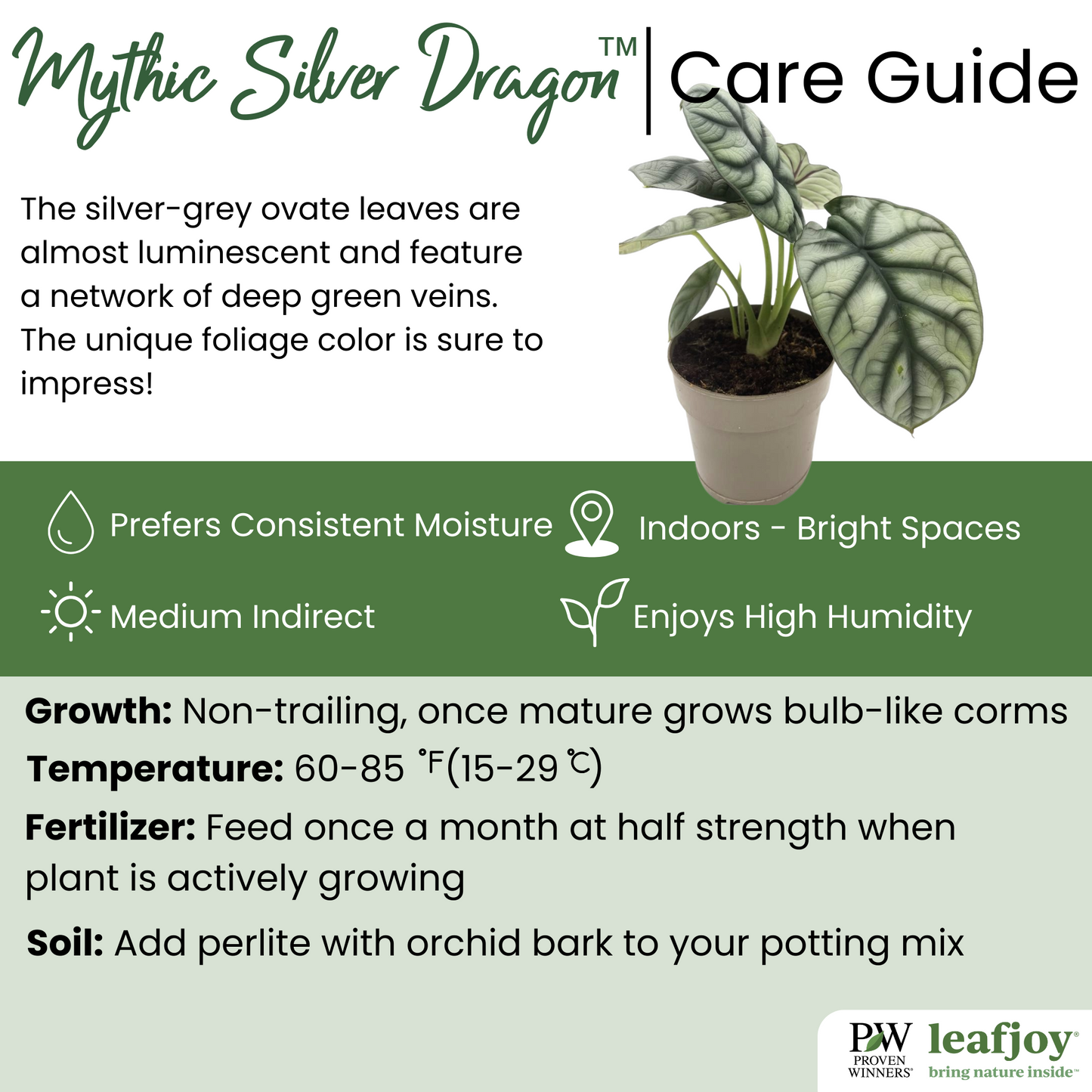 Mythic® Silver Dragon Jewel Alocasia (Alocasia baginda)