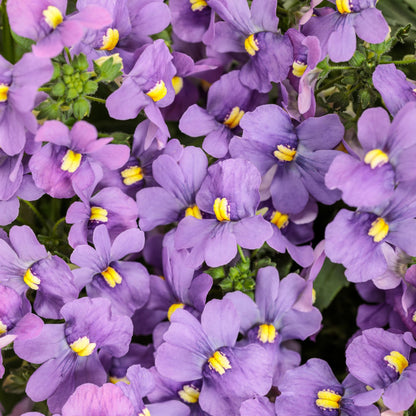 Bluebird Nemesia (Nemesia fruticans)