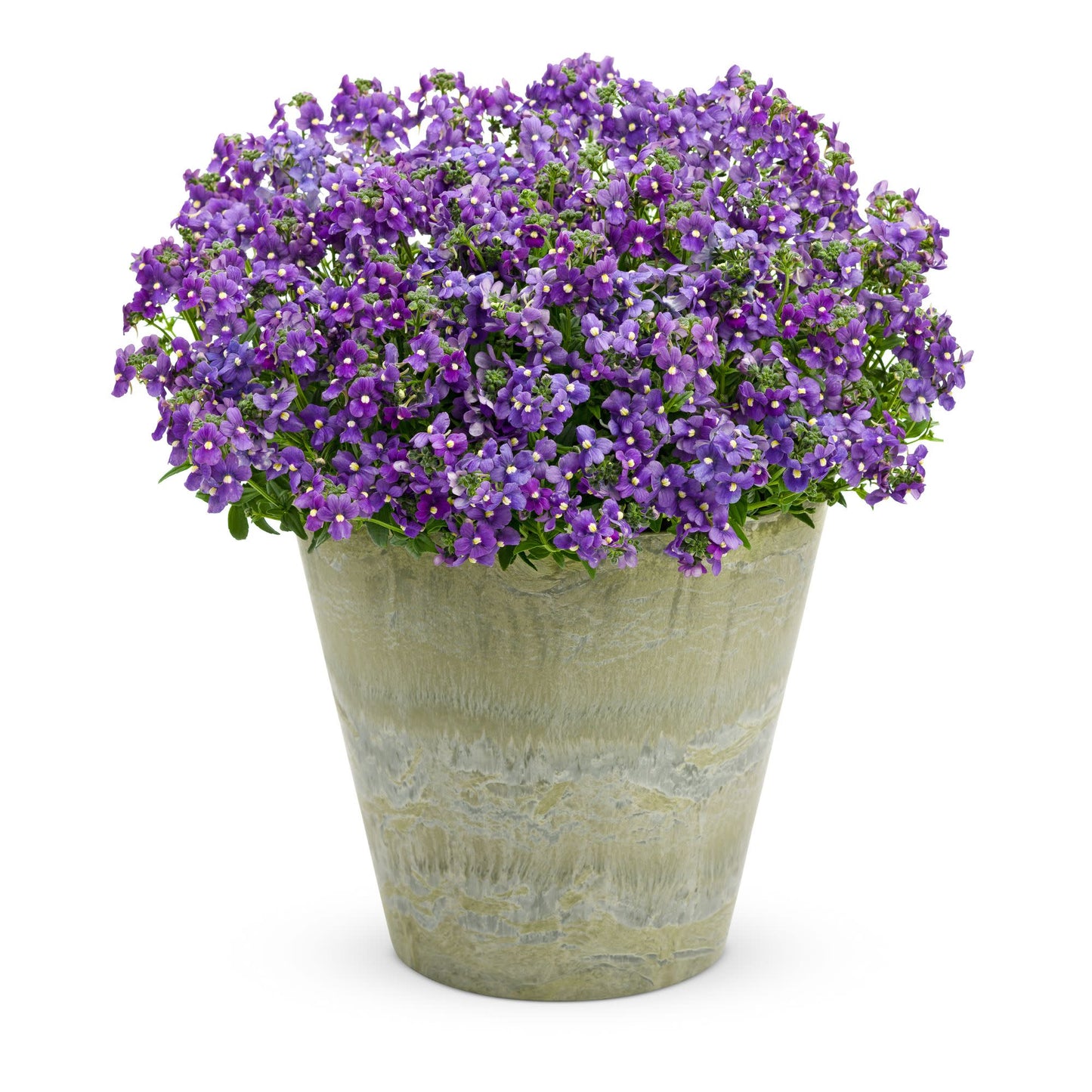 Bluebird Nemesia (Nemesia fruticans)