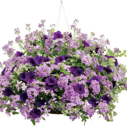 Bluebird Bluebird Nemesia in focus.