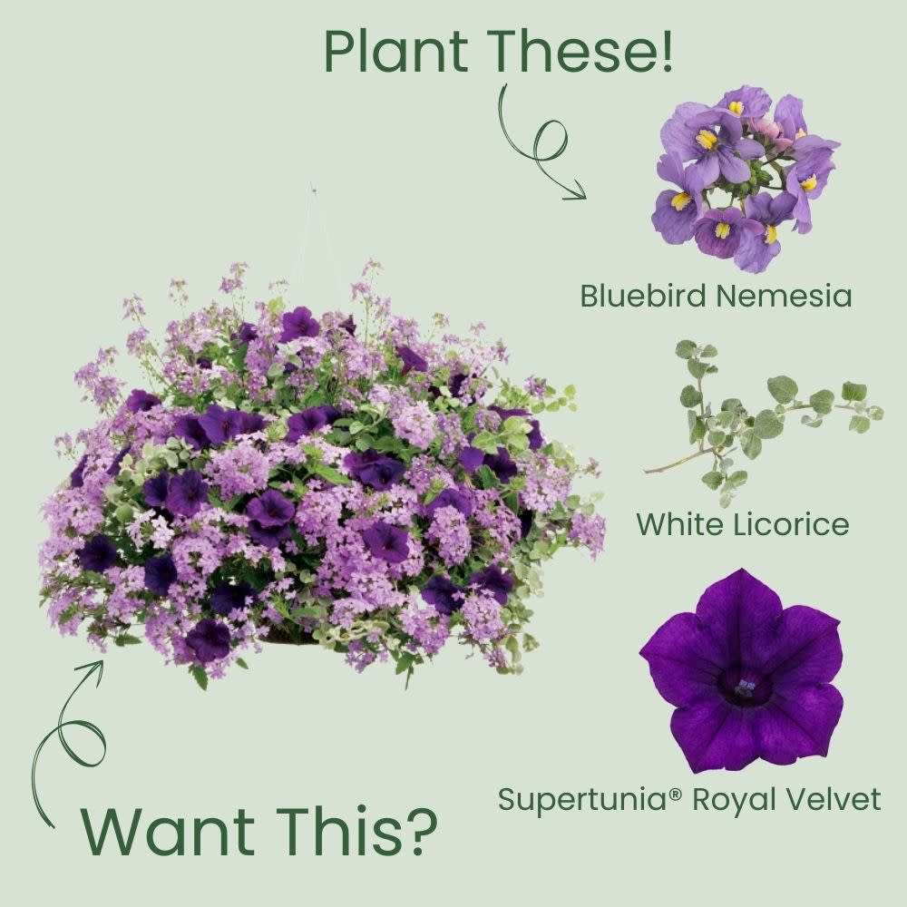 Bluebird Nemesia (Nemesia fruticans)