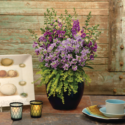 Bluebird Bluebird Nemesia in use.