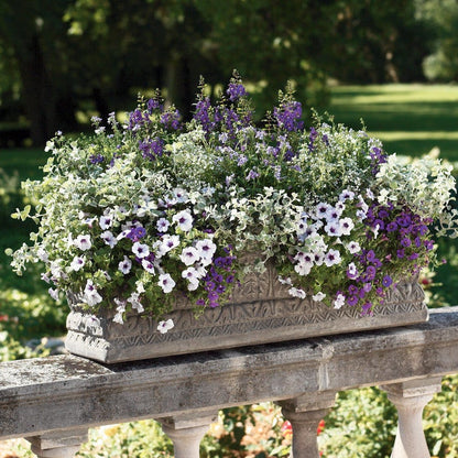 Bluebird Bluebird Nemesia in use.