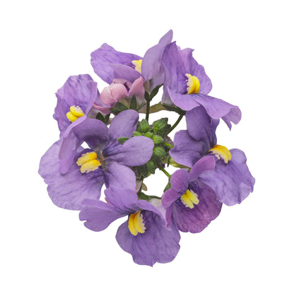 Bluebird Nemesia (Nemesia fruticans)