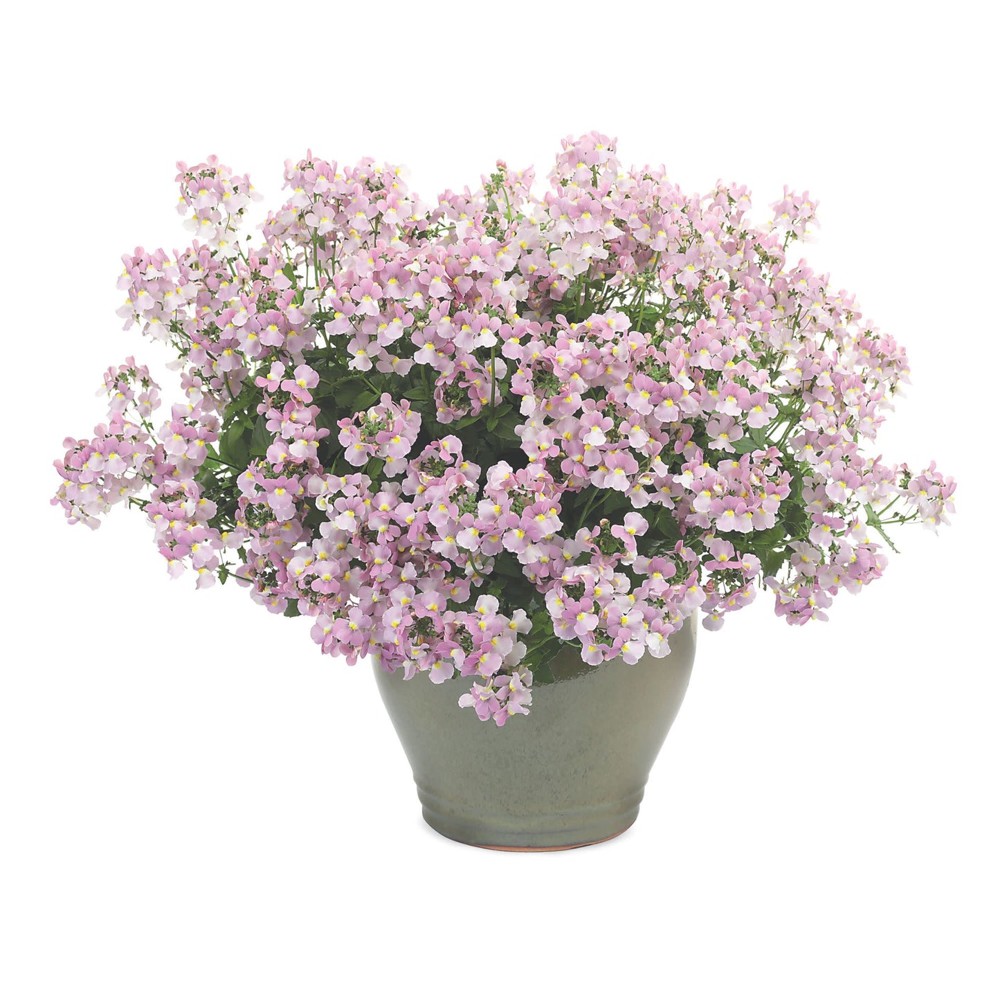 Aromance® Pink Nemesia (Nemesia fruticans)