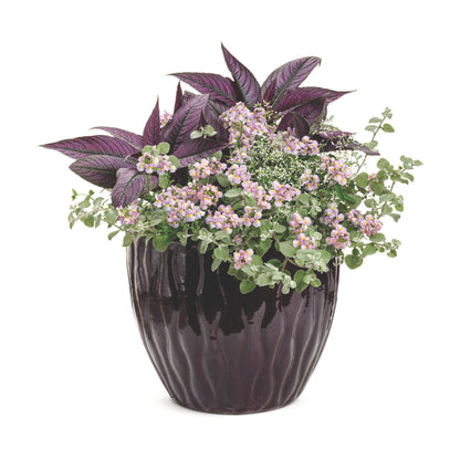 Aromance® Pink Nemesia (Nemesia fruticans)