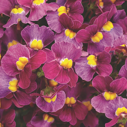Aromance® Mulberry™ Nemesia (Nemesia fruticans)
