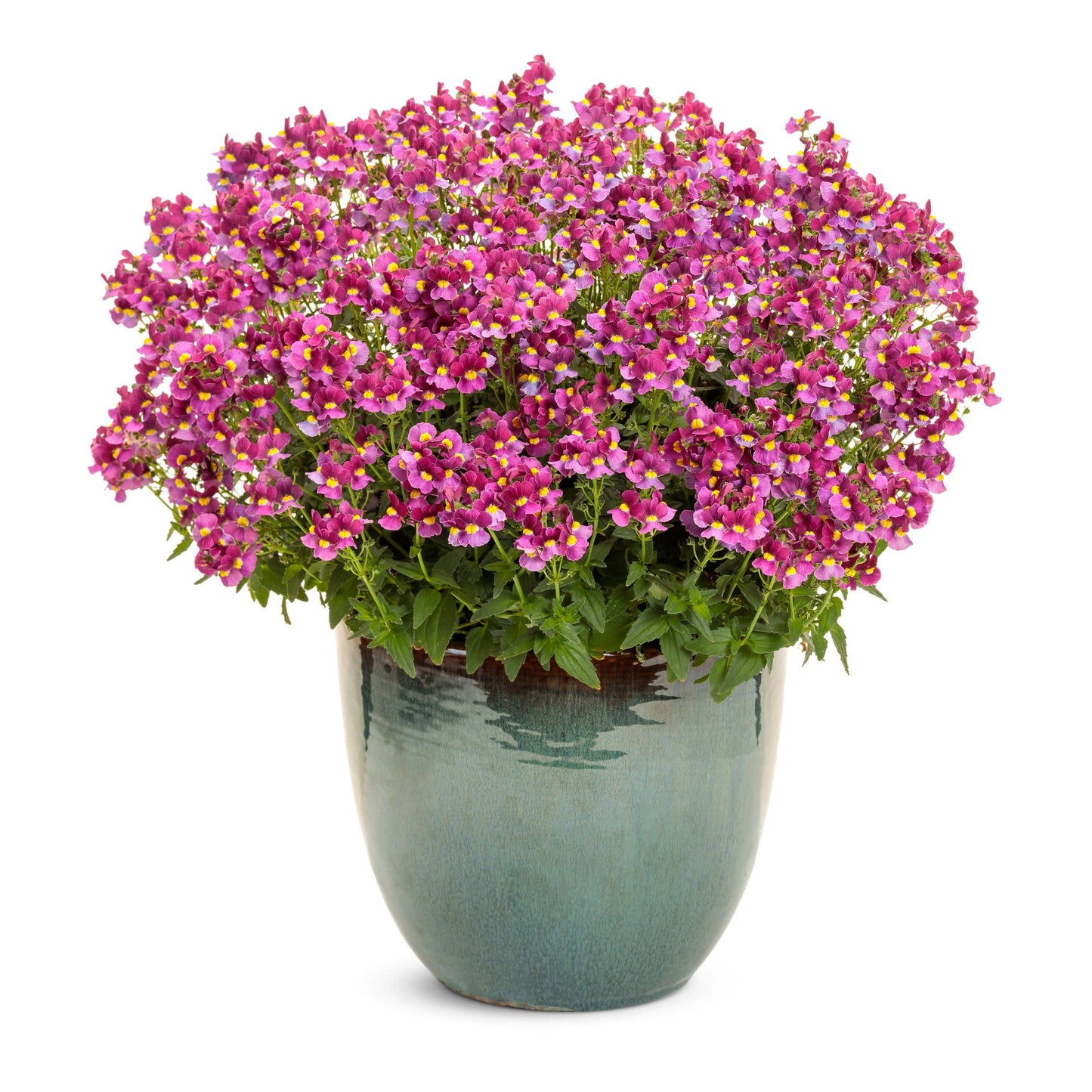 Aromance® Mulberry™ Nemesia (Nemesia fruticans)