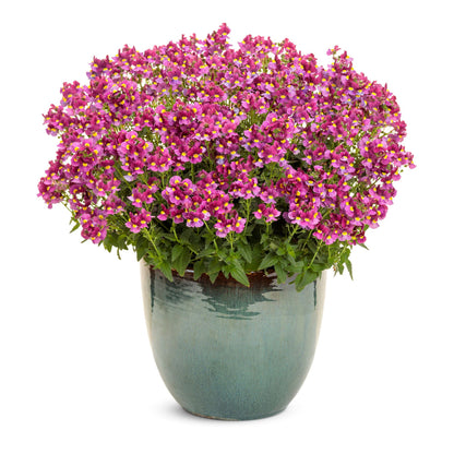 Aromance® Mulberry™ Nemesia (Nemesia fruticans)