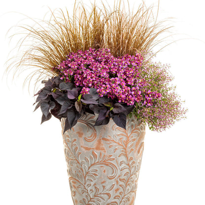 Aromance Mulberry Nemesia in use.