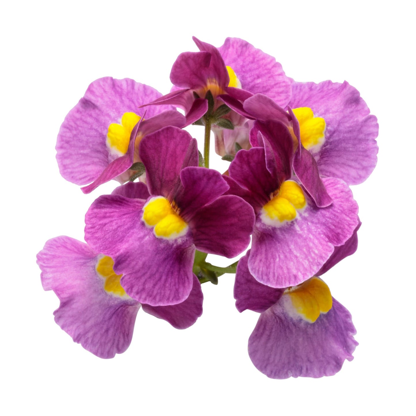 Aromance® Mulberry™ Nemesia (Nemesia fruticans)