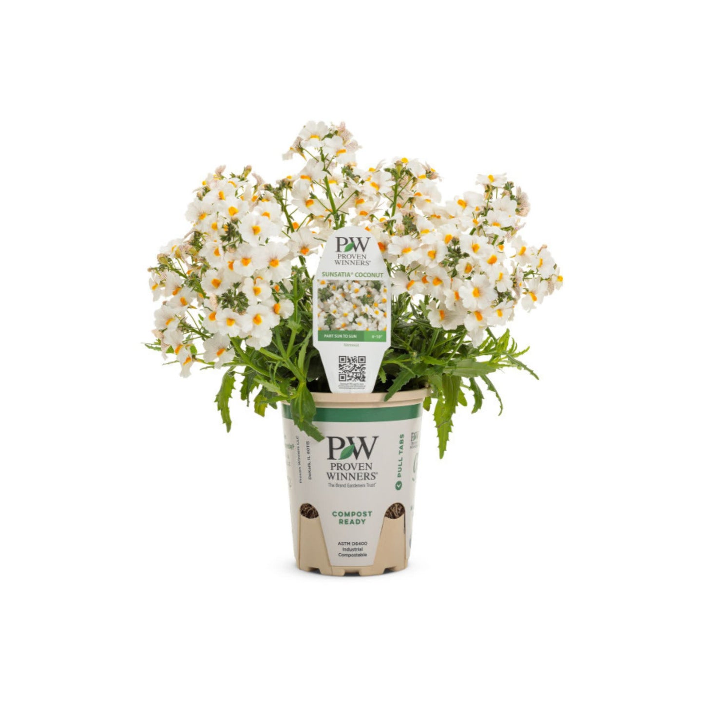 Sunsatia® Coconut Nemesia (Nemesia hybrid)