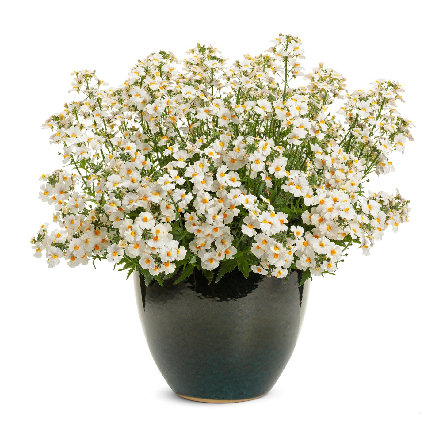 Sunsatia® Coconut Nemesia (Nemesia hybrid)