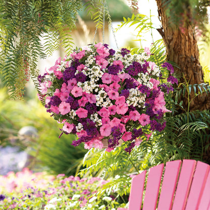 Sunsatia® Coconut Nemesia (Nemesia hybrid)