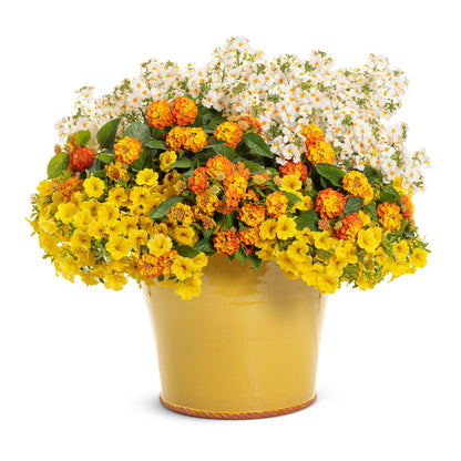 Sunsatia® Coconut Nemesia (Nemesia hybrid)